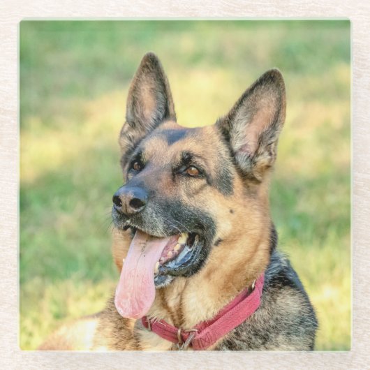German Shepard Glazen Onderzetter (Voorkant)