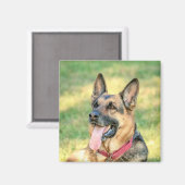 German Shepard Magneet (Voorkant / Achterkant)