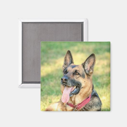 German Shepard Magneet (Voorkant / Achterkant)