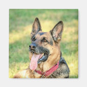 German Shepard Magneet (Voorkant)