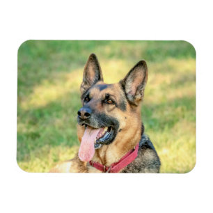 German Shepard Magneet