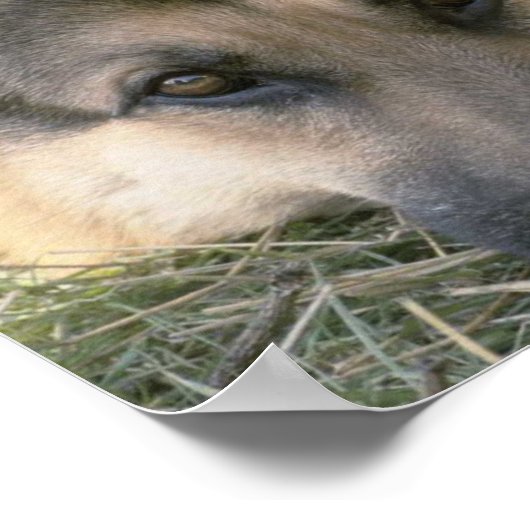 German Shepard Poster (Hoek)