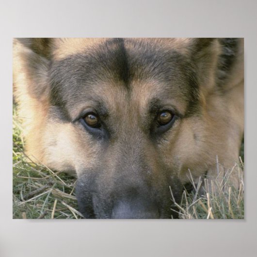 German Shepard Poster (Voorkant)