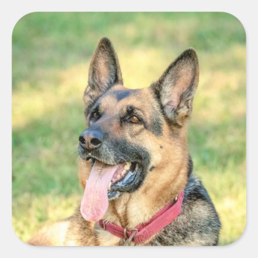 German Shepard Vierkante Sticker (Voorkant)