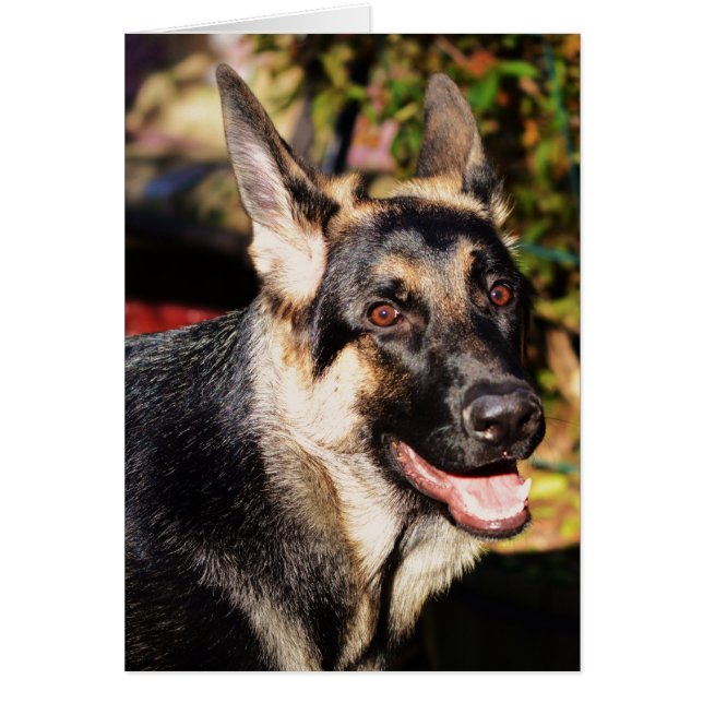 German Shepherd (Voorkant)