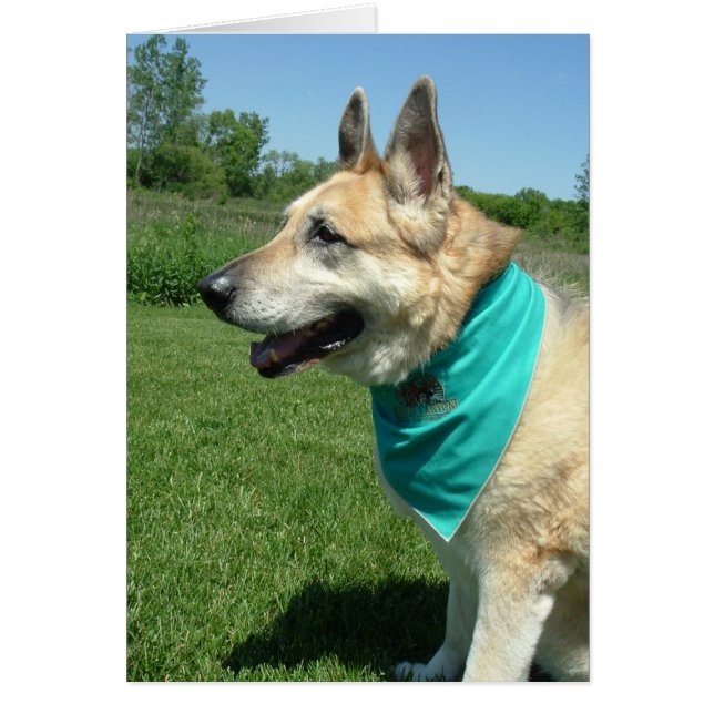 German Shepherd (Voorkant)