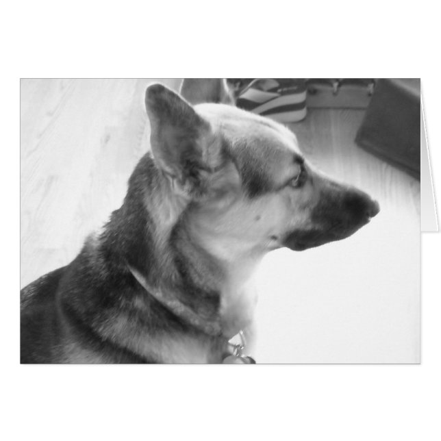 German Shepherd (Voorkant Horizontaal)