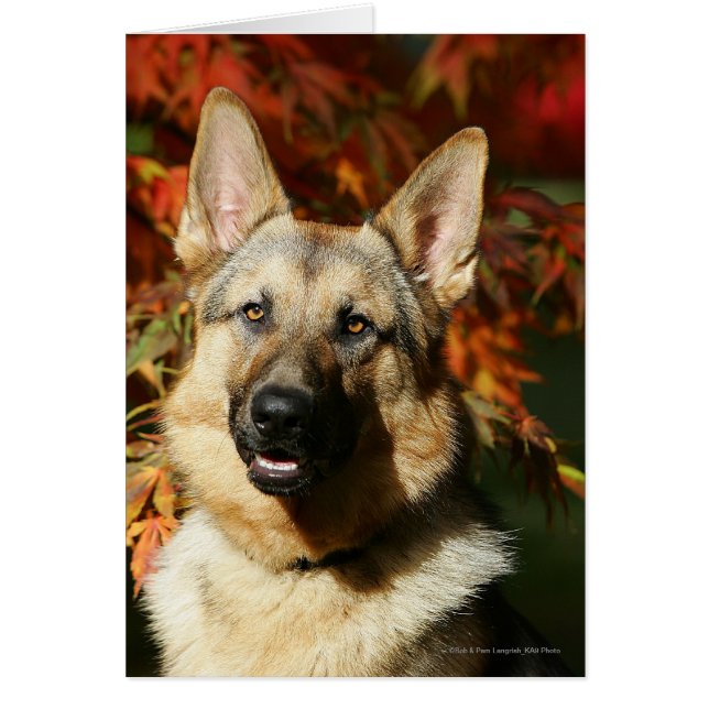 German Shepherd Autumn Leaves (Voorkant)