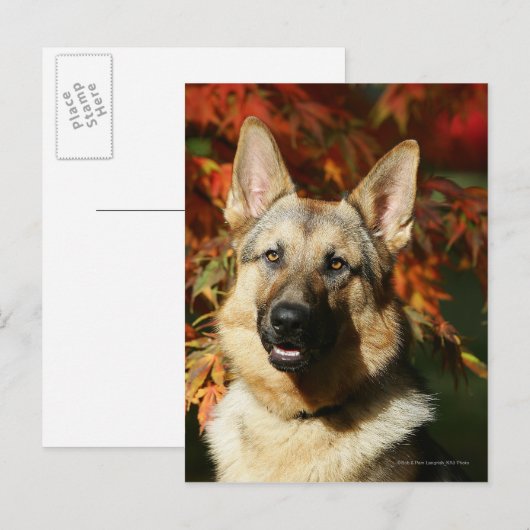 German Shepherd Autumn Leaves Briefkaart (Voorkant / Achterkant)