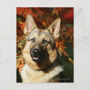 German Shepherd Autumn Leaves Briefkaart