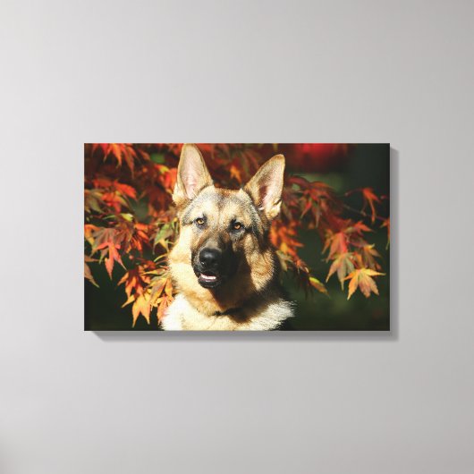German Shepherd Autumn Leaves Canvas Afdruk (Voorkant)