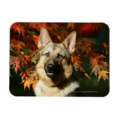 German Shepherd Autumn Leaves Magneet (Horizontaal)