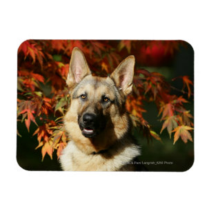 German Shepherd Autumn Leaves Magneet