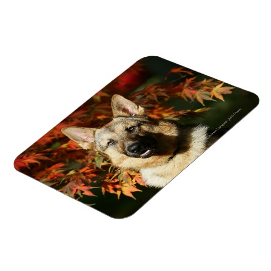 German Shepherd Autumn Leaves Magneet (Linkerzijde)