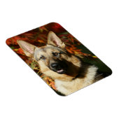 German Shepherd Autumn Leaves Magneet (Rechterzijde)