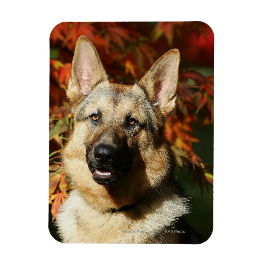German Shepherd Autumn Leaves Magneet (Verticaal)