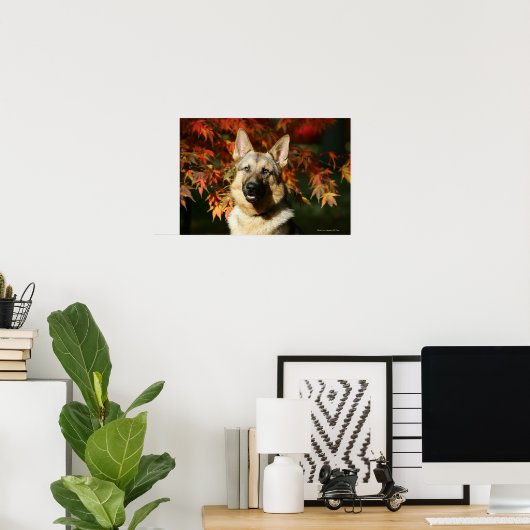 German Shepherd Autumn Leaves Poster (Thuiskantoor)