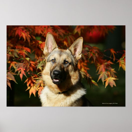 German Shepherd Autumn Leaves Poster (Voorkant)