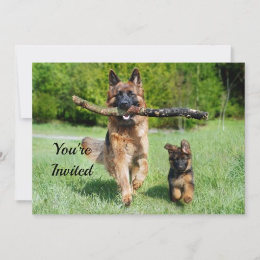 German Shepherd Birthday Kaart (Voorkant)