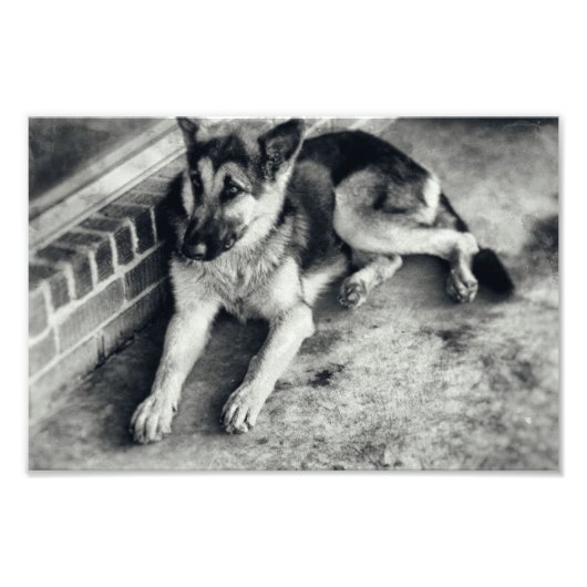 German Shepherd Breed Working Dog Retro Foto Afdruk (Voorkant)