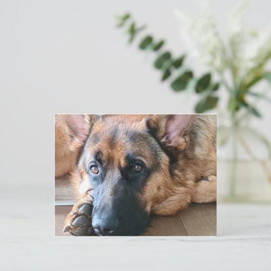 German Shepherd Briefkaart (Staand voorkant)
