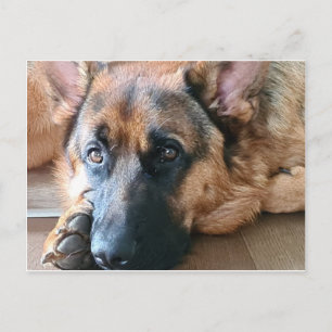 German Shepherd Briefkaart