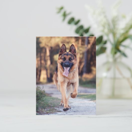 German Shepherd Briefkaart (Staand voorkant)