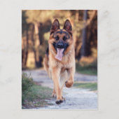 German Shepherd Briefkaart (Voorkant)