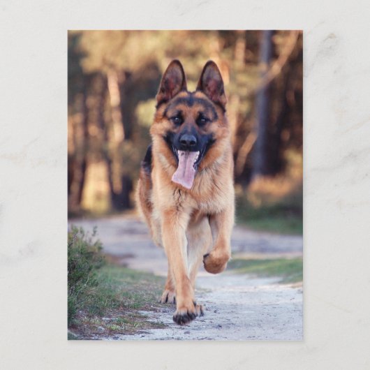 German Shepherd Briefkaart (Voorkant)