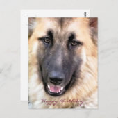 GERMAN SHEPHERD BRIEFKAART (Voorkant / Achterkant)
