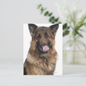 German Shepherd Briefkaart (Staand voorkant)