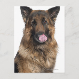 German Shepherd Briefkaart