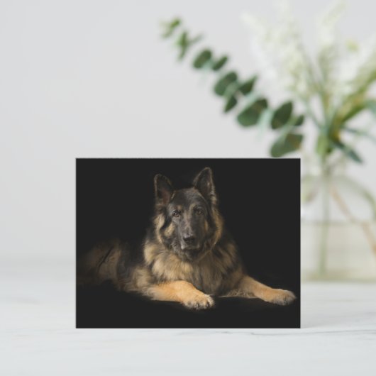 German Shepherd Briefkaart (Staand voorkant)