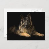 German Shepherd Briefkaart (Voorkant / Achterkant)