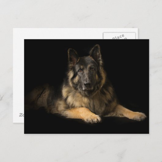 German Shepherd Briefkaart (Voorkant / Achterkant)