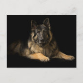 German Shepherd Briefkaart (Voorkant)