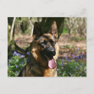 German Shepherd Briefkaart