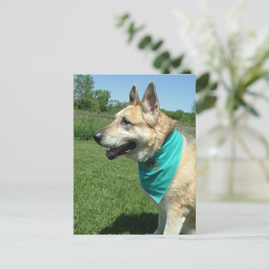 German Shepherd Briefkaart (Staand voorkant)