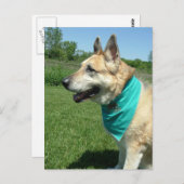 German Shepherd Briefkaart (Voorkant / Achterkant)