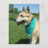 German Shepherd Briefkaart (Voorkant)