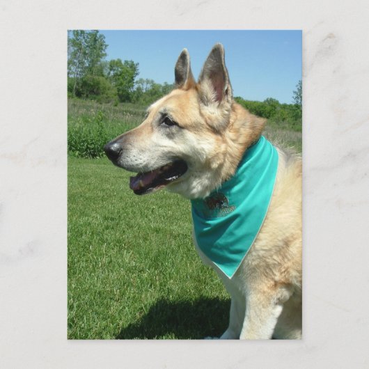 German Shepherd Briefkaart (Voorkant)