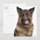 German Shepherd Briefkaart (Voorkant / Achterkant)