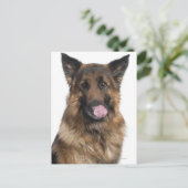 German Shepherd Briefkaart (Staand voorkant)