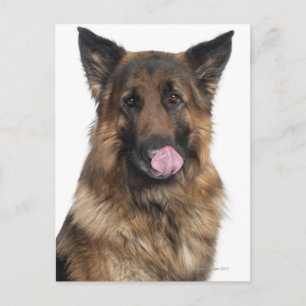 German Shepherd Briefkaart
