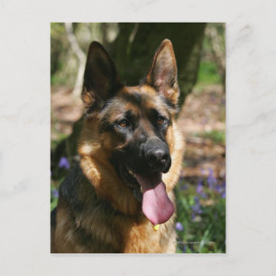 German Shepherd Briefkaart