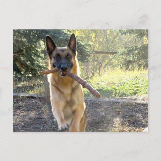 German Shepherd Briefkaart (Voorkant)