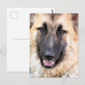GERMAN SHEPHERD BRIEFKAART (Voorkant / Achterkant)
