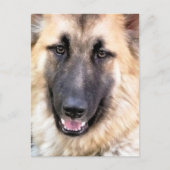 GERMAN SHEPHERD BRIEFKAART (Voorkant)