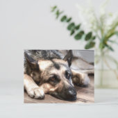 German Shepherd Briefkaart (Staand voorkant)