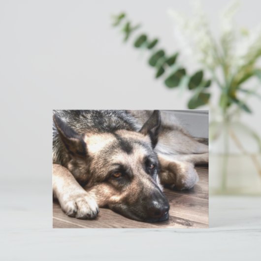 German Shepherd Briefkaart (Staand voorkant)
